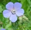 geranium-pratense-uk-seed